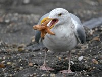 Larus argentatus 146, Zilvermeeuw, Saxifraga-Tom Heijnen