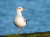 Larus argentatus 95, Zilvermeeuw, Saxifraga-Bart Vastenhouw