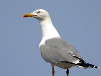 Larus cachinnans, Caspian Gull