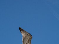 Larus cachinnans 29, Pontische meeuw, 2e kj, Saxifraga-Theo Verstrael