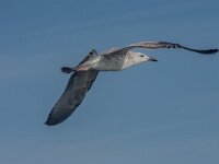 Larus cachinnans 31, Pontische meeuw, 2e kj, Saxifraga-Theo Verstrael