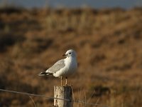 Larus canus 48, Stormmeeuw, Saxifraga-Dirk Hilbers