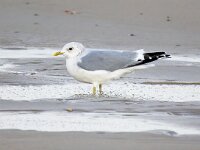 Larus canus 53, Stormmeeuw, Saxifraga-Bart Vastenhouw