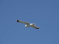 Larus canus 61, Stormmeeuw, Saxifraga-Willem van Kruijsbergen