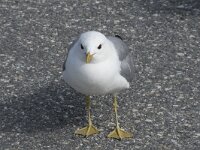 Larus canus 77, Stormmeeuw, Saxifraga-Willem van Kruijsbergen