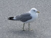 Larus canus 88, Stormmeeuw, Saxifraga-Willem van Kruijsbergen