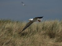 Larus fuscus 39, Kleine mantelmeeuw, Saxifraga-Dirk Hilbers