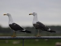 Larus fuscus 47, Kleine mantelmeeuw, Saxifraga-Luuk Vermeer