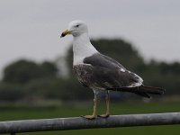 Larus fuscus 50, Kleine mantelmeeuw, Saxifraga-Luuk Vermeer