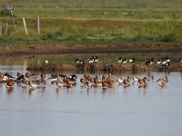 Limosa lapponica 24, Rosse Grutto, Saxifraga-Peter Meininger