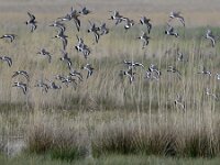 Limosa limosa 147, Grutto, Saxifraga-Tom Heijnen