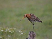 Limosa limosa 152, Grutto, Saxifraga-Luuk Vermeer