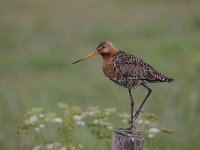 Limosa limosa 153, Grutto, Saxifraga-Luuk Vermeer