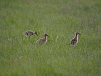 Limosa limosa 155, Grutto, Saxifraga-Luuk Vermeer