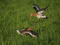 Limosa limosa 156, Grutto, Saxifraga-Luuk Vermeer