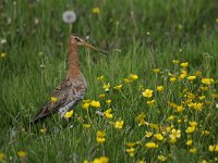 Limosa limosa 161, Grutto, Saxifraga-Luuk Vermeer