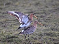 Limosa limosa 177, Grutto, Saxifraga-Luuk Vermeer