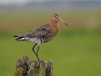 Limosa limosa 179, Grutto, Saxifraga-Luuk Vermeer