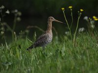 Limosa limosa 184, Grutto, Saxifraga-Luuk Vermeer