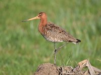 Limosa limosa 194, Grutto, Saxifraga-Luuk Vermeer