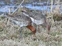 Limosa limosa 196, Grutto, Saxifraga-Luuk Vermeer