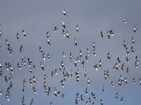 Limosa limosa 197, Grutto, Saxifraga-Luuk Vermeer