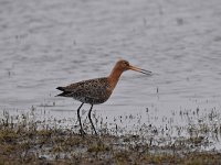 Limosa limosa 198, Grutto, Saxifraga-Luuk Vermeer