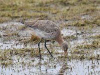 Limosa limosa 200, Grutto, Saxifraga-Luuk Vermeer