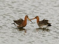 Limosa limosa islandica and Limosa limosa 202, IJslandse grutto and Grutto, Saxifraga-Piet Munsterman