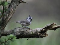 Lophophanes cristatus 15, Kuifmees, Saxifraga-Luuk Vermeer