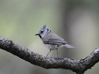 Lophophanes cristatus 18, Kuifmees, Saxifraga-Luuk Vermeer