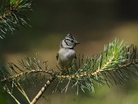 Lophophanes cristatus 21, Kuifmees, Saxifraga-Luuk Vermeer