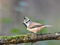 Lophophanes cristatus 25, Kuifmees, Saxifraga-Luuk Vermeer