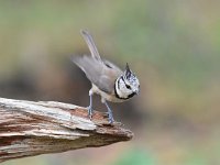 Lophophanes cristatus 29, Kuifmees, Saxifraga-Luuk Vermeer