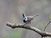 Lophophanes cristatus 36, Kuifmees, Saxifraga-Luuk Vermeer