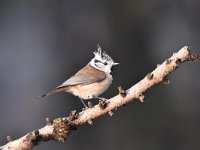 Lophophanes cristatus 42, Kuifmees, Saxifraga-Luuk Vermeer