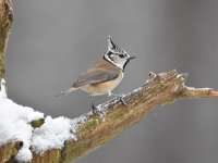 Lophophanes cristatus 43, Kuifmees, Saxifraga-Luuk Vermeer