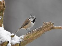 Lophophanes cristatus 44, Kuifmees, Saxifraga-Luuk Vermeer