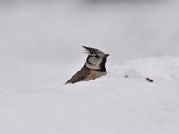 Lophophanes cristatus 53, Kuifmees, Saxifraga-Luuk Vermeer