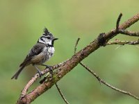 Lophophanes cristatus 54, Kuifmees, Saxifraga-Luuk Vermeer