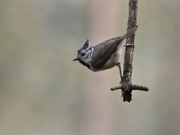 Lophophanes cristatus 55, Kuifmees, Saxifraga-Luuk Vermeer