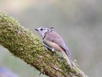 Lophophanes cristatus 59, Kuifmees, Saxifraga-Luuk Vermeer