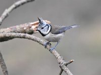 Lophophanes cristatus 63, Kuifmees, Saxifraga-Luuk Vermeer