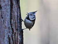 Lophophanes cristatus 67, Kuifmees, Saxifraga-Luuk Vermeer