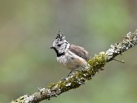 Lophophanes cristatus 70, Kuifmees, Saxifraga-Luuk Vermeer