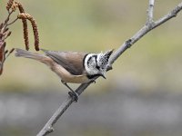 Lophophanes cristatus 72, Kuifmees, Saxifraga-Luuk Vermeer