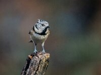 Lophophanes cristatus 81, Kuifmees, adult, Saxifraga-Theo Verstrael
