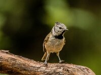 Lophophanes cristatus 85, Kuifmees, adult, Saxifraga-Theo Verstrael