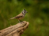 Lophophanes cristatus 87, Kuifmees, adult, Saxifraga-Theo Verstrael