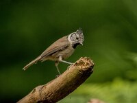 Lophophanes cristatus 88, Kuifmees, adult, Saxifraga-Theo Verstrael
